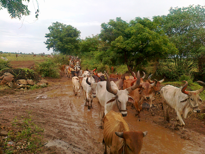 cows walking
